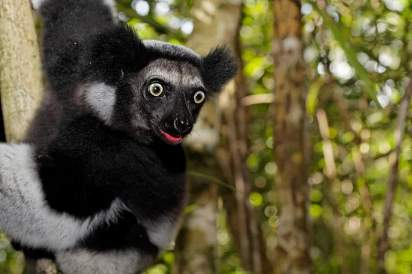 Schwarzer und weißer Lemur, endemisch bei Madagaskar — Stockfoto