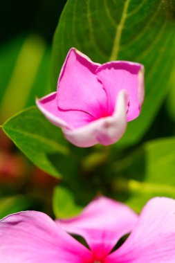 Plante médiicinale : pervenche de Madagascar.