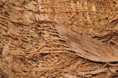 Texture, écorce de palmier