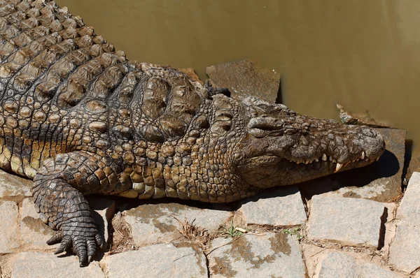 Crocodile du Nil au bord de l 'eau — стоковое фото