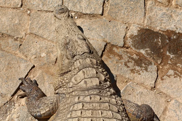 Krokodýl du nil vue de dessus — Stock fotografie