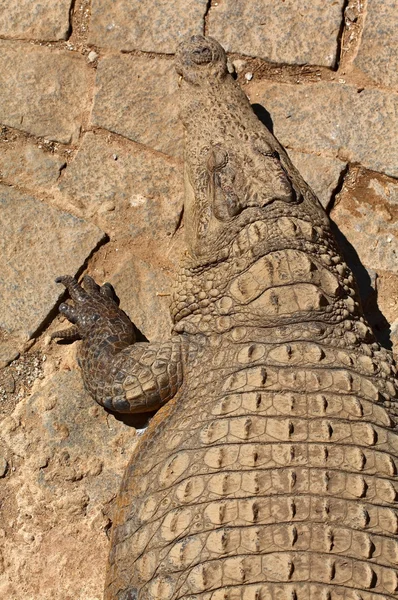 Bain de soleil pour un crocodil a Madagáscar — Fotografia de Stock