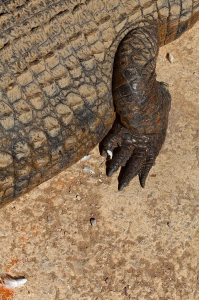Patte de crocodile — Stock Photo, Image