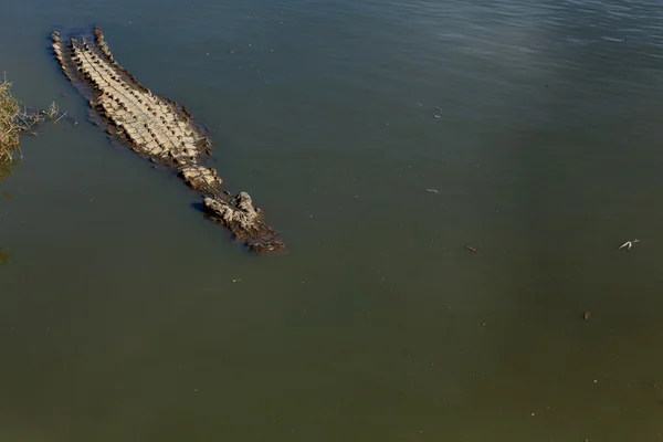 Krokodil du nil à l 'affût — Stockfoto