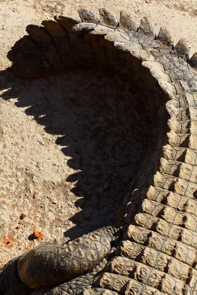 Perto de um crocodilo do Nilo — Fotografia de Stock