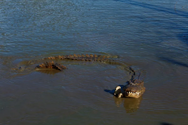 Copulation d 'un crododile dans un lac — стоковое фото