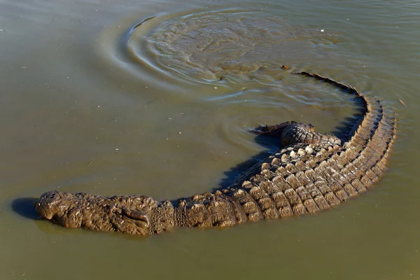 Nage d 'un cocodrilo du Nil Madagascar —  Fotos de Stock