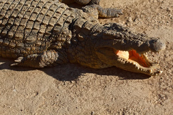 Mâchoire sans langue d'un crocodile du Nil — Stock Photo, Image