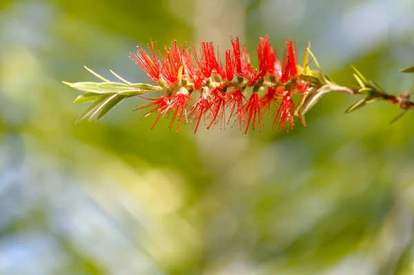 stock image Fleur rouge de Callistemon