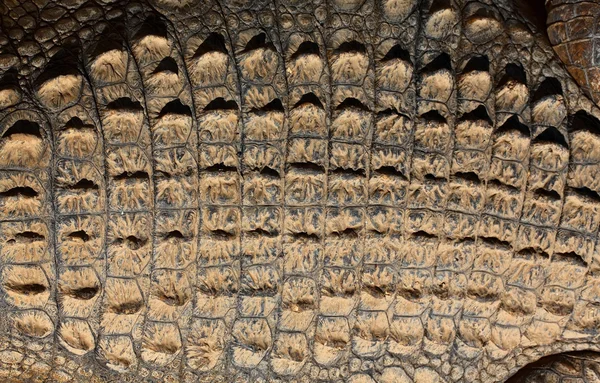 Texture: dos d'un coccodrillo Fotografia Stock