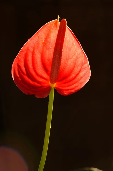 Fleur d 'Anthurium rouge Fotografias De Stock Royalty-Free