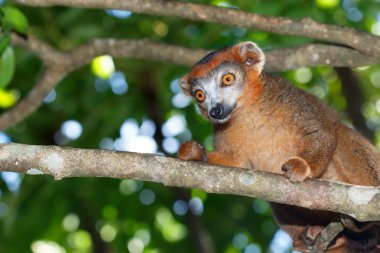 Lemur fulvus dans les branches clipart