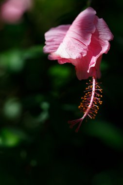 Hibiscus gülü