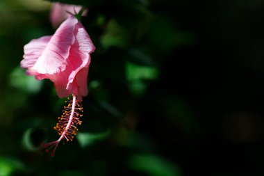 Hibiscus Rose clipart