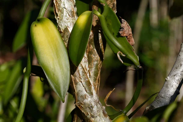 Feuilles d'un plant de Vanille Bourbon à Madagascar