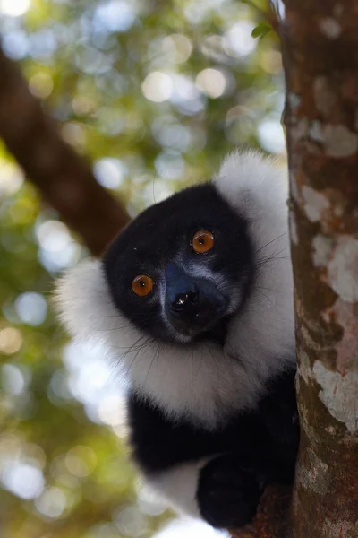 Czarno-biały lemur — Zdjęcie stockowe