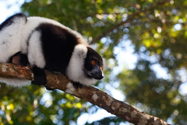 Lemur Indri Indri — Zdjęcie stockowe