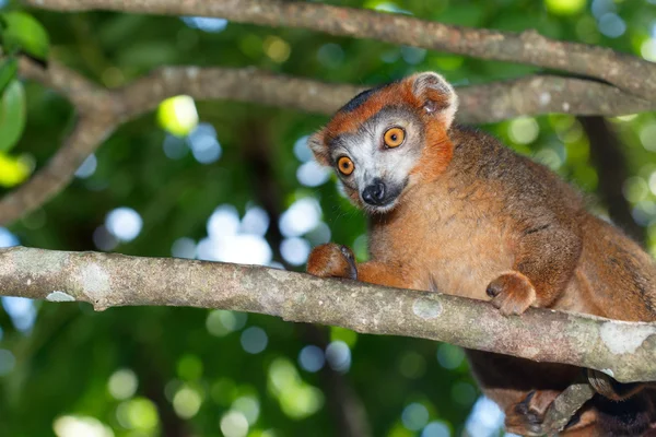 Lemur Fulvus Dans Les Filialen — Stockfoto