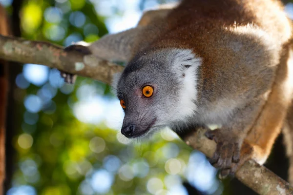 Regard orange du lemur fulvus à Madagascar — Stok fotoğraf