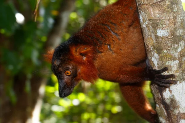 Lémurien roux en forêt tropicale à Madagascar — Stockfoto