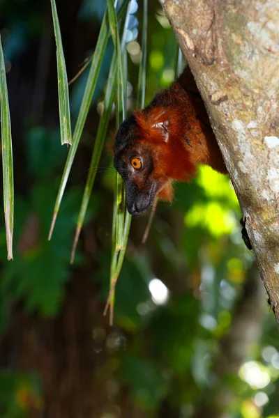 Czerwony lemur — Zdjęcie stockowe
