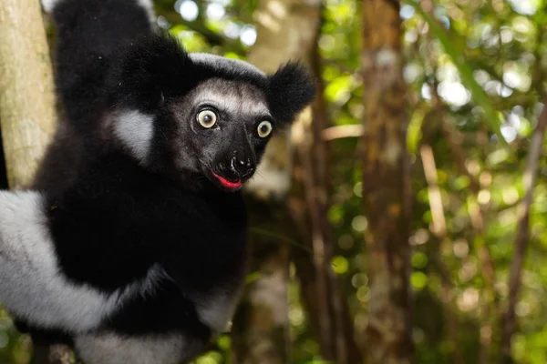 Lémurien de Madagascar tirant la langue — Stock Fotó