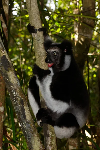 Lemur Indri Indri — Stockfoto