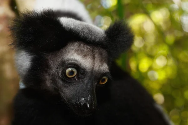 Lemur noir et blanc — Stok fotoğraf
