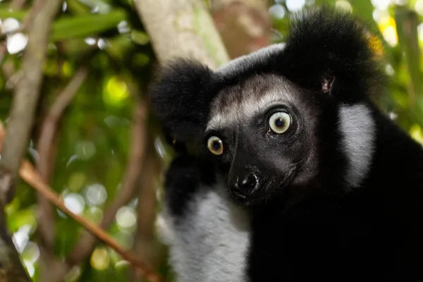 Beau regards du lémurien Indri Indri de Madagascar — Stockfoto