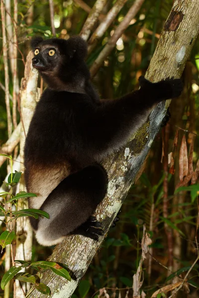 Indri indri Lemur —  Fotos de Stock