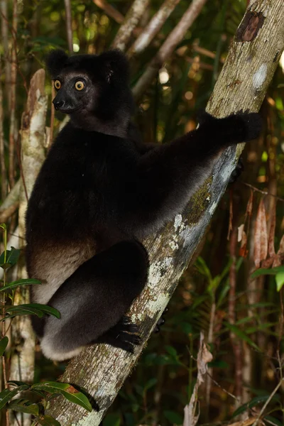 Lemur Indri Indri, le plus grand lées murien de Madagascar — Foto de Stock