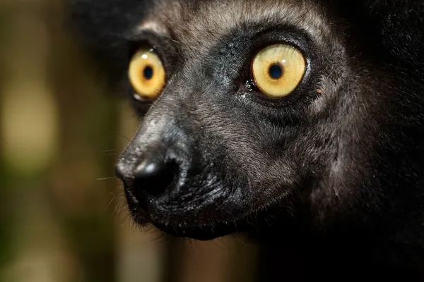 Incroyable regard d 'un léées murien Indri Indri jalá Madagascar —  Fotos de Stock