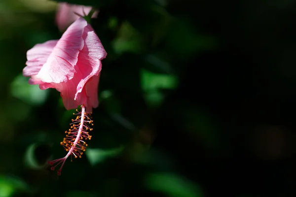 Hibiscus Rose — Stock Photo, Image