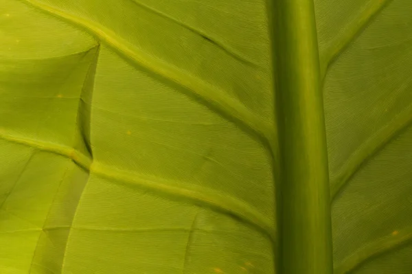 Fond végétale avec feuille tropicale