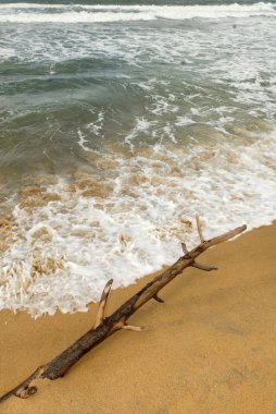 Écume et branche dans le sable d'une plage tropicale