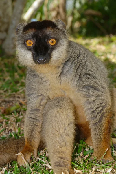 Lemur fulvus, lémurien de Madagascar — Stock Photo, Image