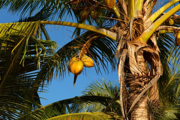 stock image Noix de coco dans un ciel bleu