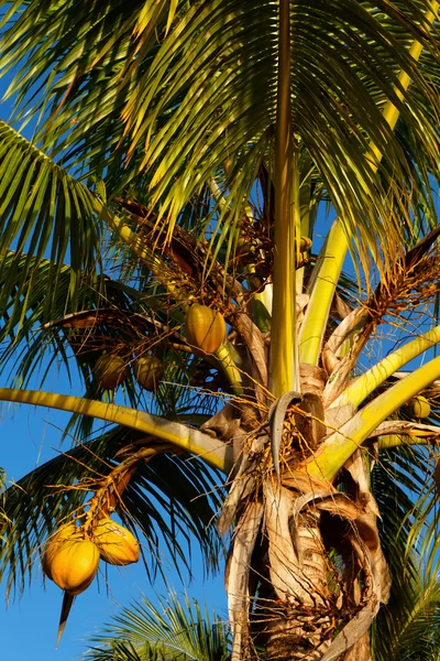 Cime de cocotier et noix de coco sous la soleil