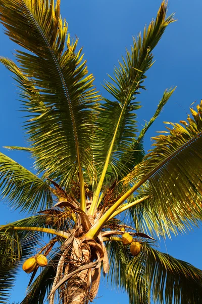 Cocotier, noix de coco et ciel d 'été — Foto de Stock