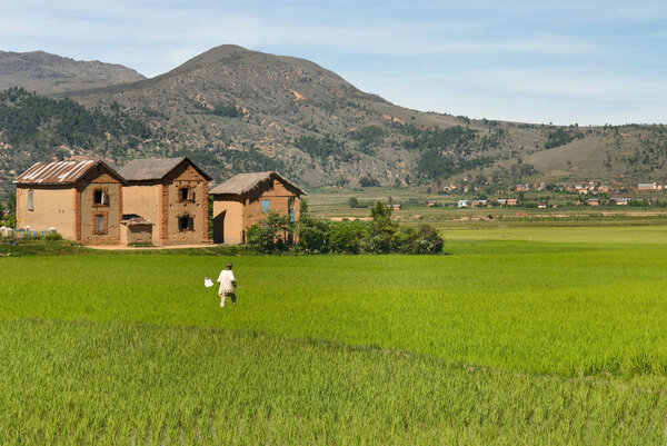 Rice paddy field in Madagascar