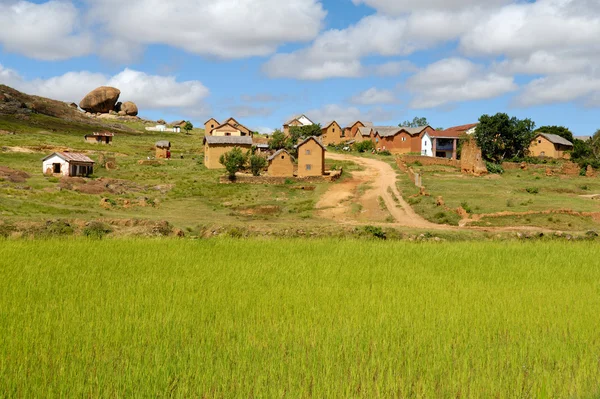 Rizière rizière à Madagascar — Photo