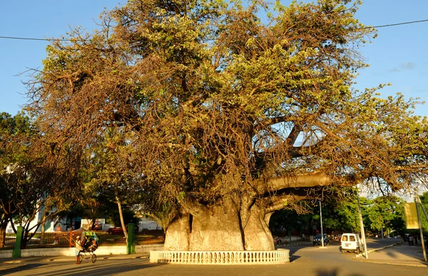 mahajanga nın ünlü dev baobab