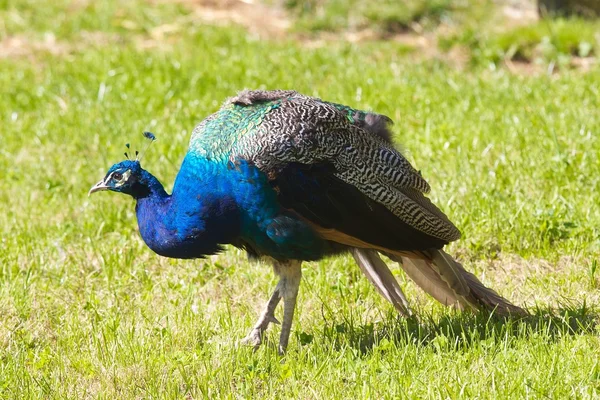 stock image Blue Peacock in Field