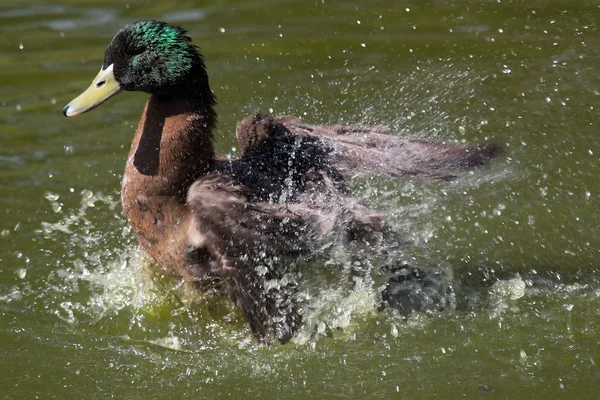 stock image Mallard Duck Flapping