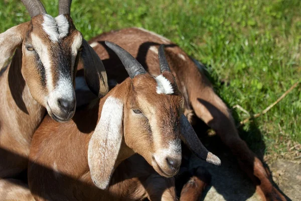 stock image Two Brown Billy Goats