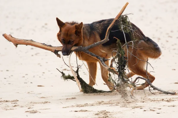 stock image German Shepherd With Branch