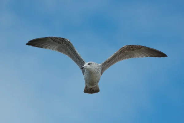 Gaviota volando en el cielo — Foto de Stock