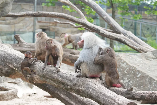 stock image Baboon