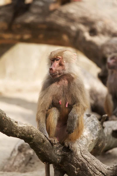 stock image Baboon