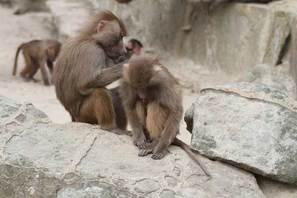 stock image Baboon